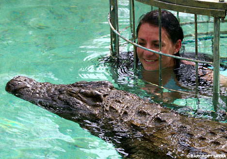    Croc Cage Diving