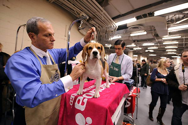 132-    Westminster Kennel Club