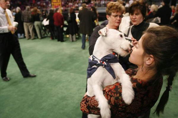 132-    Westminster Kennel Club