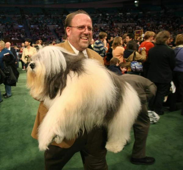 132-    Westminster Kennel Club