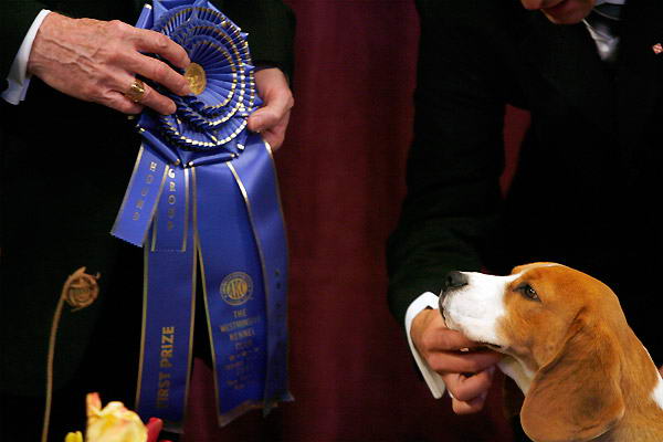 132-    Westminster Kennel Club