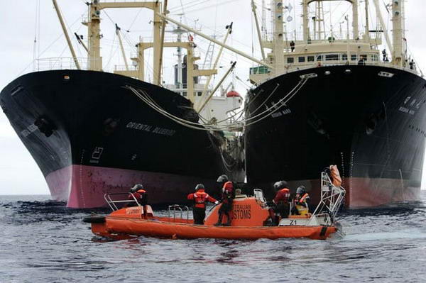  Greenpeace    Nisshin Maru